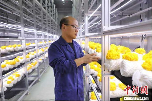 山東多地加快發(fā)展數(shù)字農(nóng)業(yè)，智慧農(nóng)田新模式引領(lǐng)鄉(xiāng)村振興